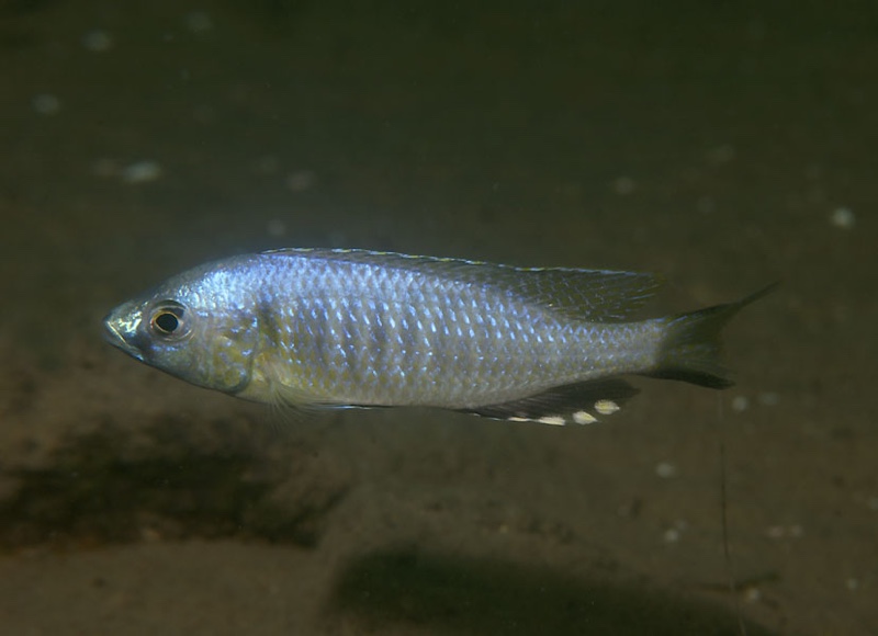 Mchenga cyclicos 'Masasa Reef'